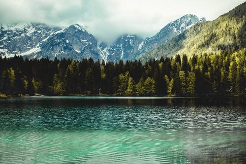 湖附近的枞树摄影 · 免费素材图片