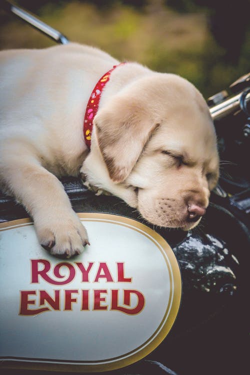 黑色和白色摩托车上的黄色拉布拉多犬幼犬 · 免费素材图片