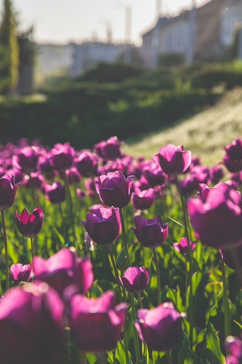 紫色郁金香的特写摄影 · 免费素材图片