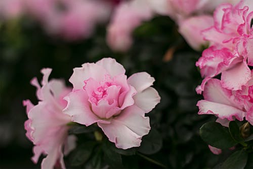 白色和粉红色的花的特写摄影 · 免费素材图片
