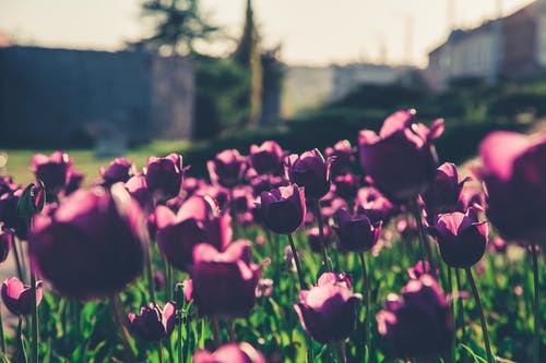 紫色花朵的选择性聚焦摄影 · 免费素材图片