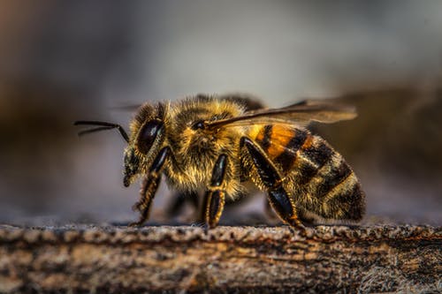 蜜蜂在木头上 · 免费素材图片