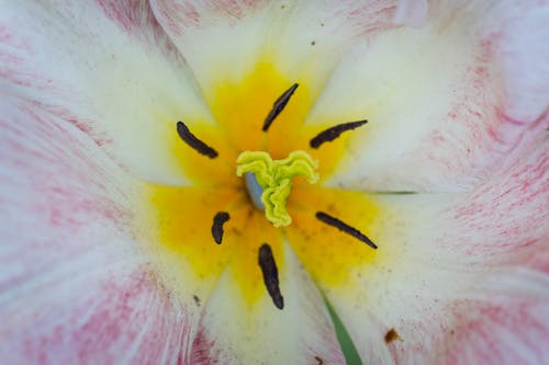 宏观镜头摄影中的黄色和粉红色花朵 · 免费素材图片