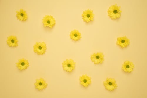 黄色雏菊躺在黄色的表面 · 免费素材图片