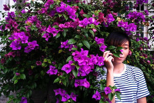 女人在紫色三角梅附近的特写摄影 · 免费素材图片