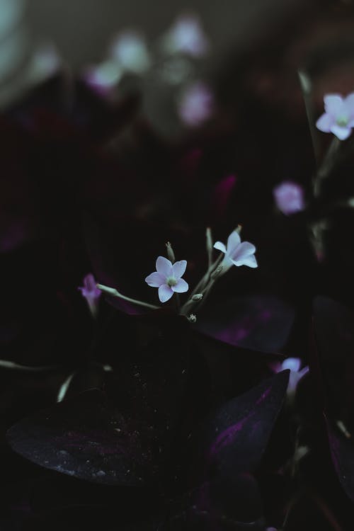 白花选择性聚焦摄影 · 免费素材图片