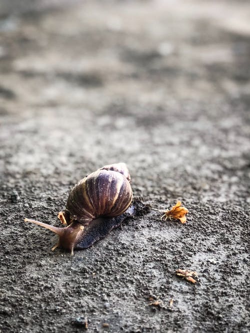 蜗牛的特写摄影 · 免费素材图片