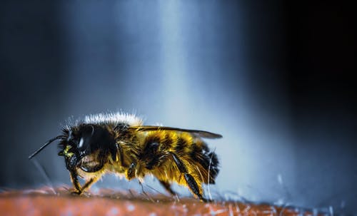 宏观摄影中的黄色和黑色蜜蜂 · 免费素材图片