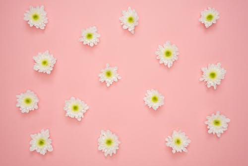 粉红色的墙上的白色和黄色的花 · 免费素材图片