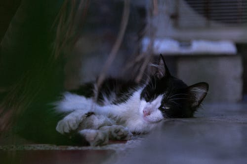 熟睡中的猫的特写摄影 · 免费素材图片
