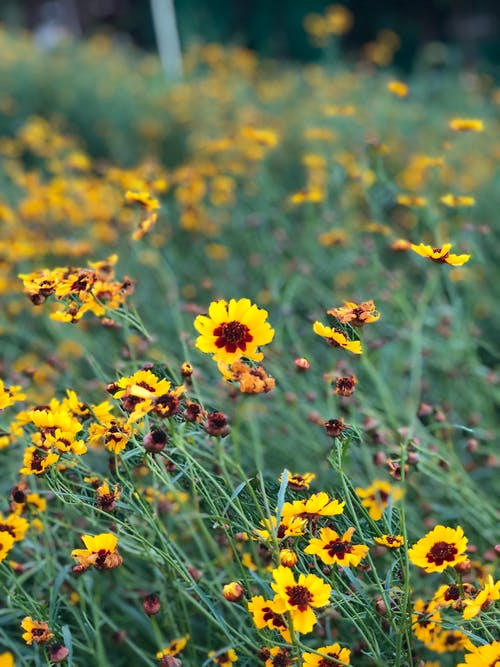 黄色的花的特写摄影 · 免费素材图片