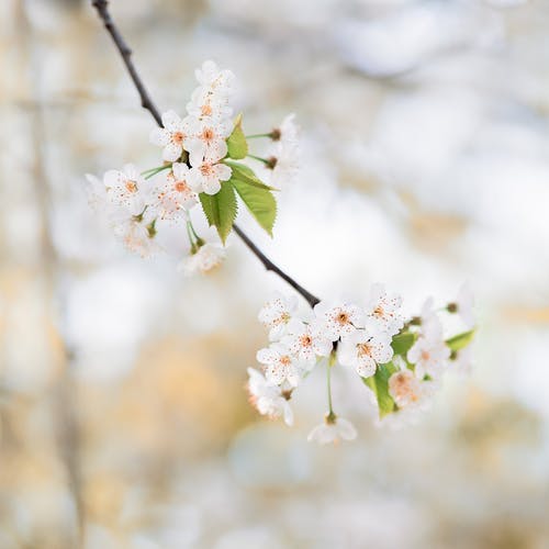 白色花瓣花朵的选择性聚焦摄影 · 免费素材图片