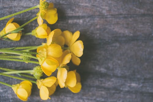 黄色花瓣花 · 免费素材图片