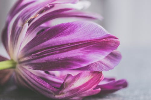 紫色花朵的倾斜移位照片 · 免费素材图片