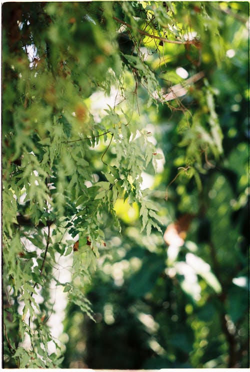 绿叶植物 · 免费素材图片