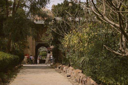 绿树 · 免费素材图片