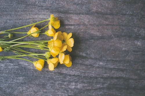 加州罂粟花朵 · 免费素材图片