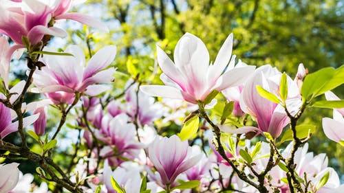 白色和粉红色的花朵 · 免费素材图片