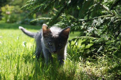 短毛短小猫 · 免费素材图片