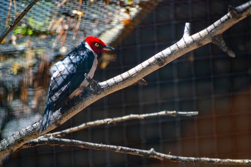 树枝上的红色，白色和黑色鸟 · 免费素材图片