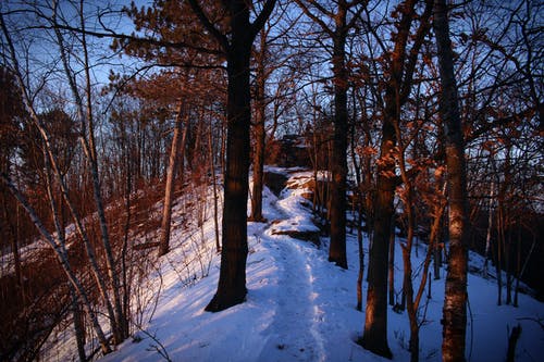 蓝蓝的天空下的裸树 · 免费素材图片