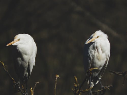 两只白鸟 · 免费素材图片