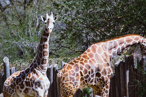 两只长颈鹿 · 免费素材图片