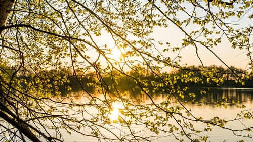 黄叶树与水背景的照片 · 免费素材图片