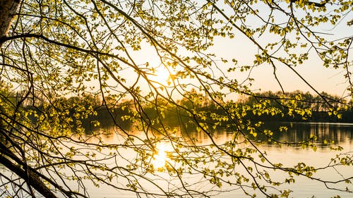 黄叶树与水背景的照片 · 免费素材图片
