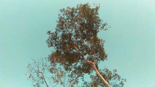 在万里无云的天空下树的低角度照片 · 免费素材图片