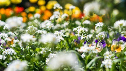 白色和紫色的花田 · 免费素材图片