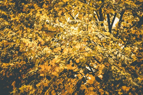 黄色开花的树的选择性聚焦摄影 · 免费素材图片