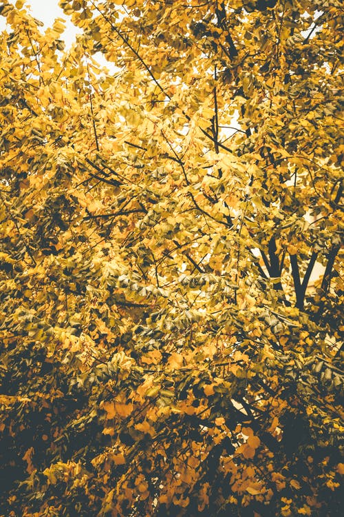 黄叶树在白天晴朗的天空下 · 免费素材图片