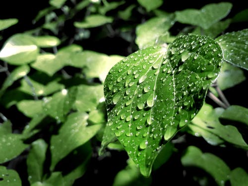 绿叶与顶部的水滴 · 免费素材图片