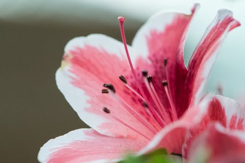 粉红色的花瓣花选择性聚焦摄影 · 免费素材图片