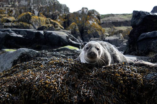 海狮在棕色岩石上的特写照片 · 免费素材图片
