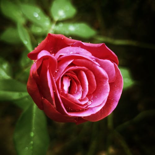 宏射击红玫瑰 · 免费素材图片