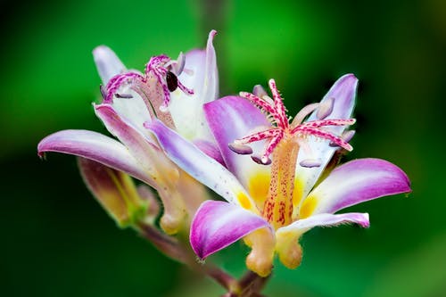 紫色和白色的花瓣花的特写照片 · 免费素材图片