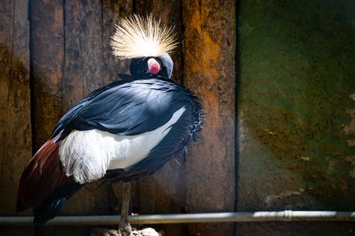 黑白风扇头鸟 · 免费素材图片