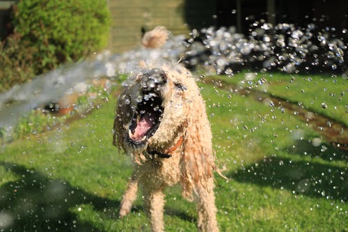 湿透了的长毛狗在绿草的水流中张大了嘴 · 免费素材图片