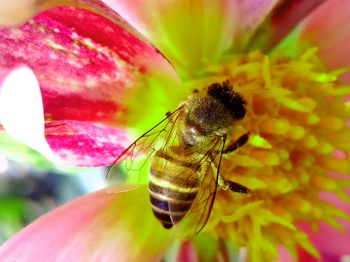 蜜蜂栖息在粉红色和黄色的花瓣特写摄影 · 免费素材图片