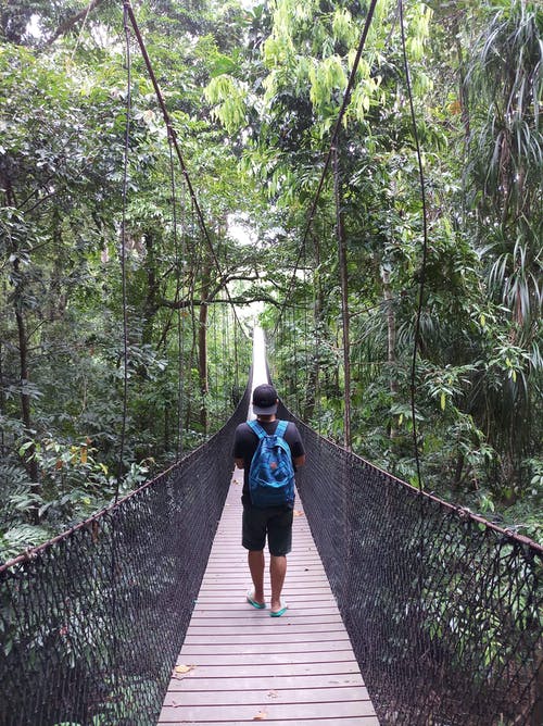 在森林里的吊桥上行走的人 · 免费素材图片