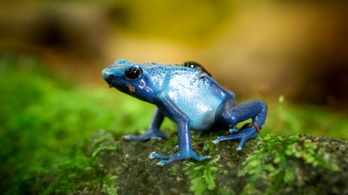 蓝蛙在绿色表面上的特写照片 · 免费素材图片