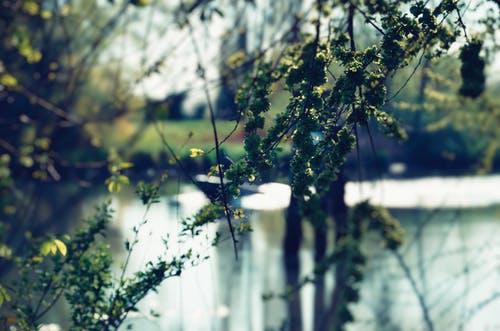 绿叶的树 · 免费素材图片