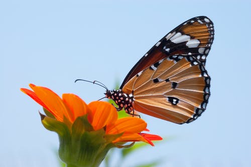 关闭了帝王蝶在花上的照片 · 免费素材图片