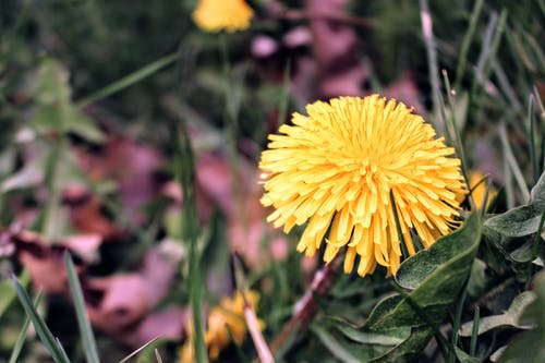 黄色簇状花瓣花 · 免费素材图片
