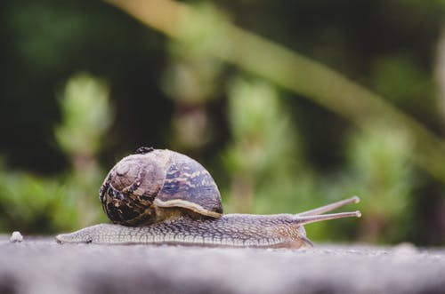 蜗牛的选择性聚焦摄影 · 免费素材图片