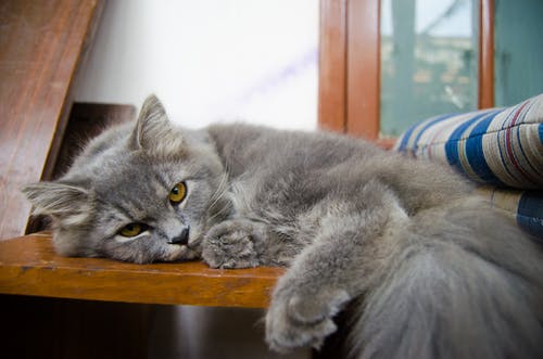 躺在木桌上的灰猫 · 免费素材图片