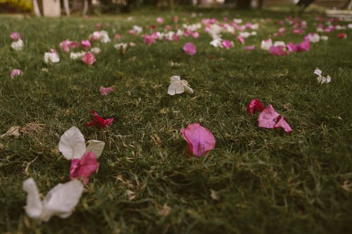 白色和紫色的九重葛花在草地上 · 免费素材图片