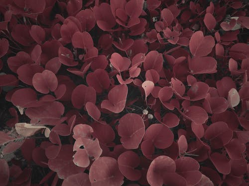 棕叶植物 · 免费素材图片